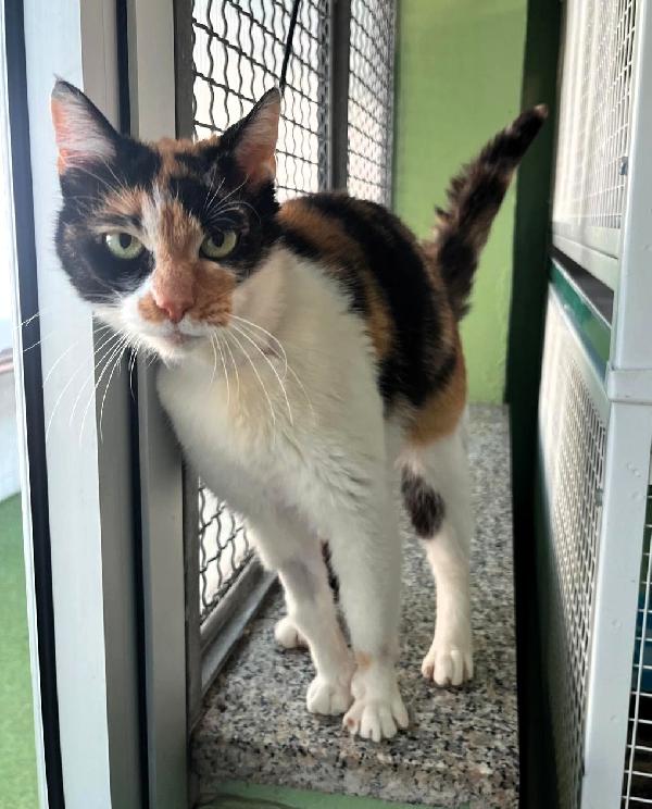 Milady Bellissima Calico'